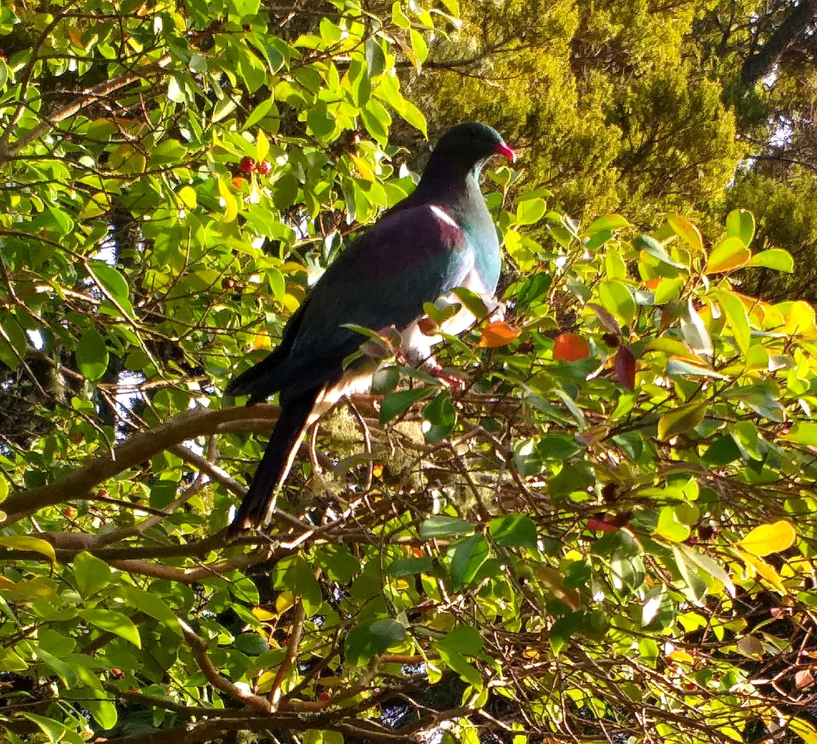 Part 2 Native Nest - How to support Native Birds: Help by Planting in Your Garden and Supplementing Their Food