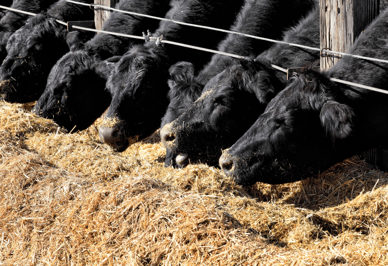 Major rethink on cattle methane emissions