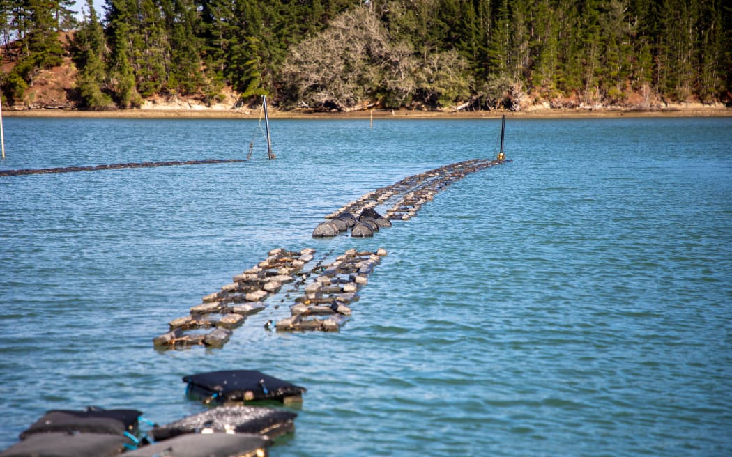 'We're cleaning up their mess' - oyster farmers want Watercare to deal with sewage overflow