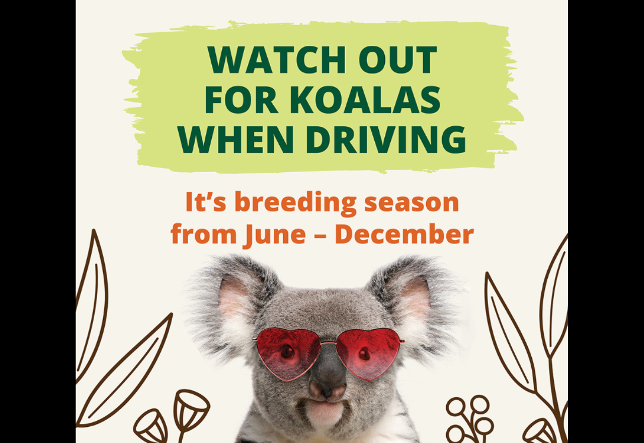 Koalas are on the move – FoK as us to work together to help save lives 