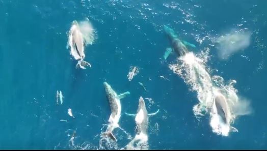 Incredible footage shows whales 'playing tag' with dolphins off Kiama Blowhole