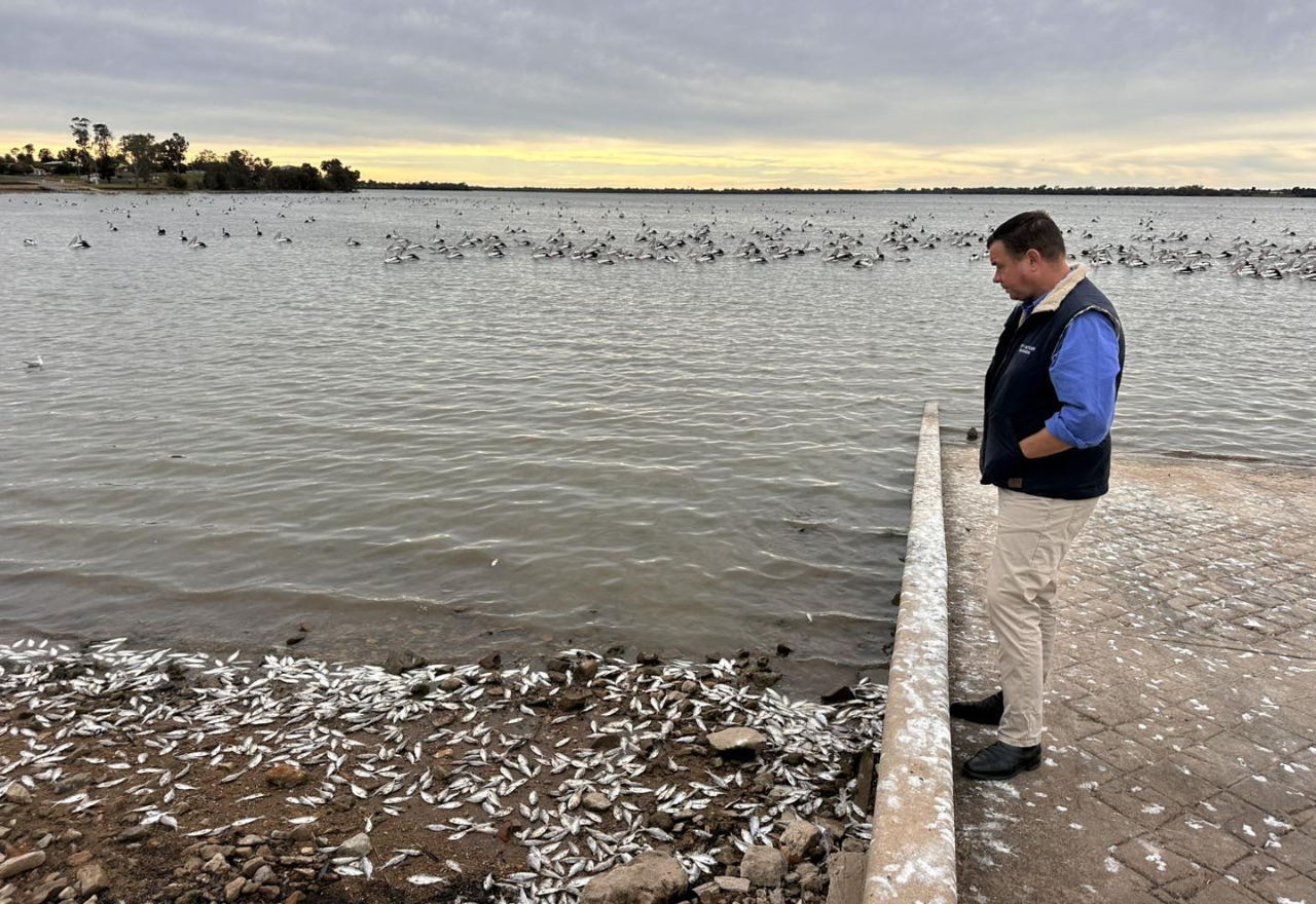 Rapid response to Lake Cargelligo fish deaths