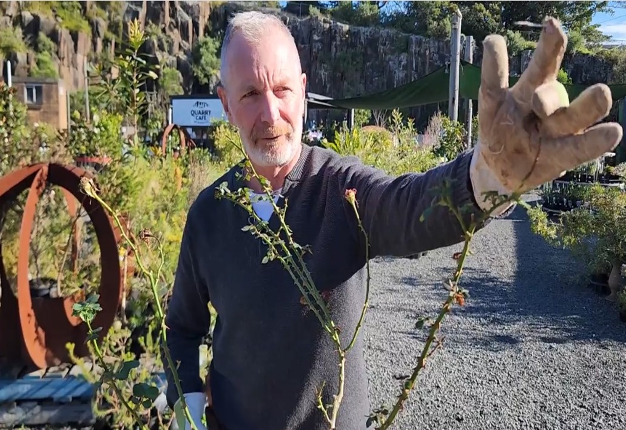 Tackling the thorny issue of pruning roses