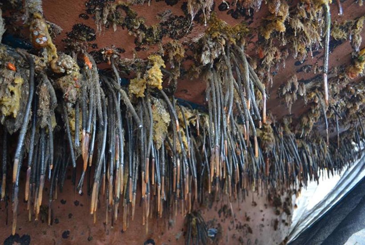 ORC launches new online pest reporting platform