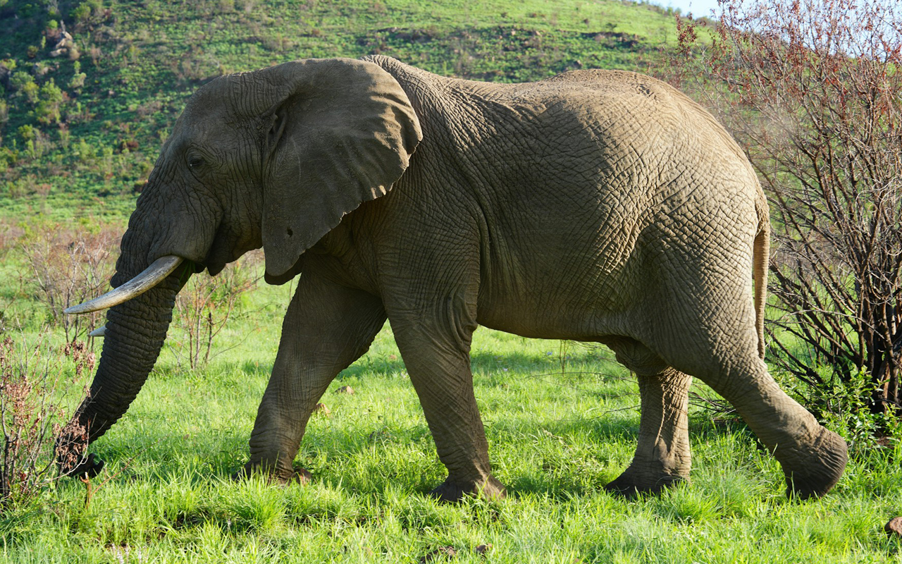 Family of Kiwi woman killed by elephant thankful for support