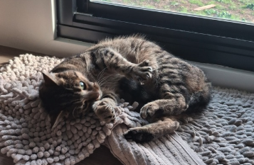 Meet Willow: A sweet tabby on the lookout for a loving home