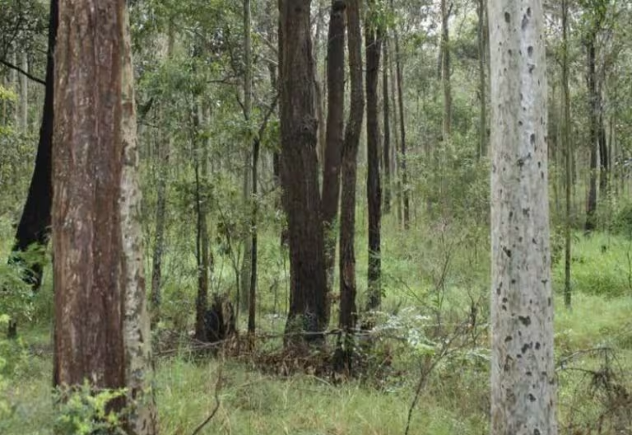 Local farmers weigh in on native veg changes