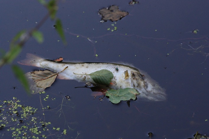 Call for Royal Commission into toxic algal bloom