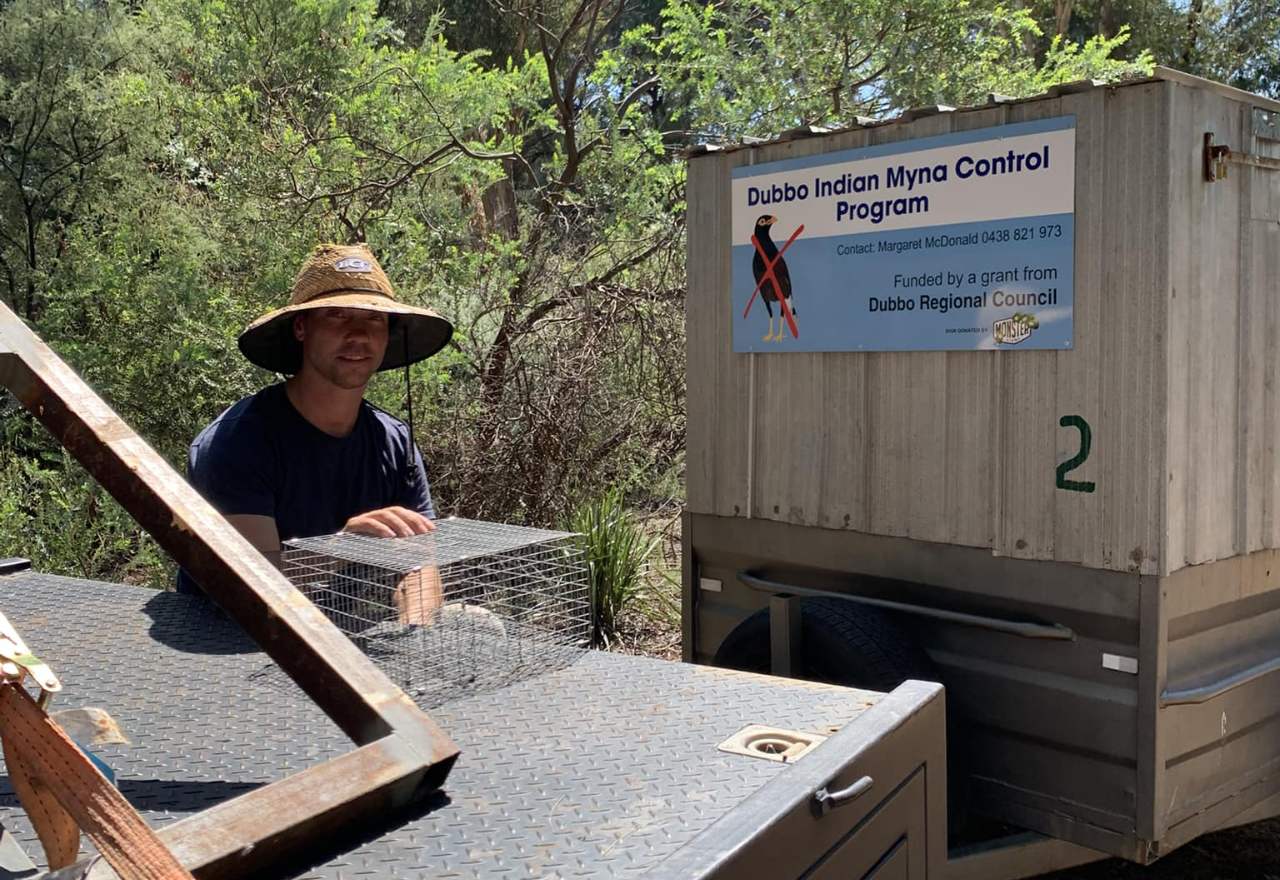 Binnaway local says major Myna invasion is underway