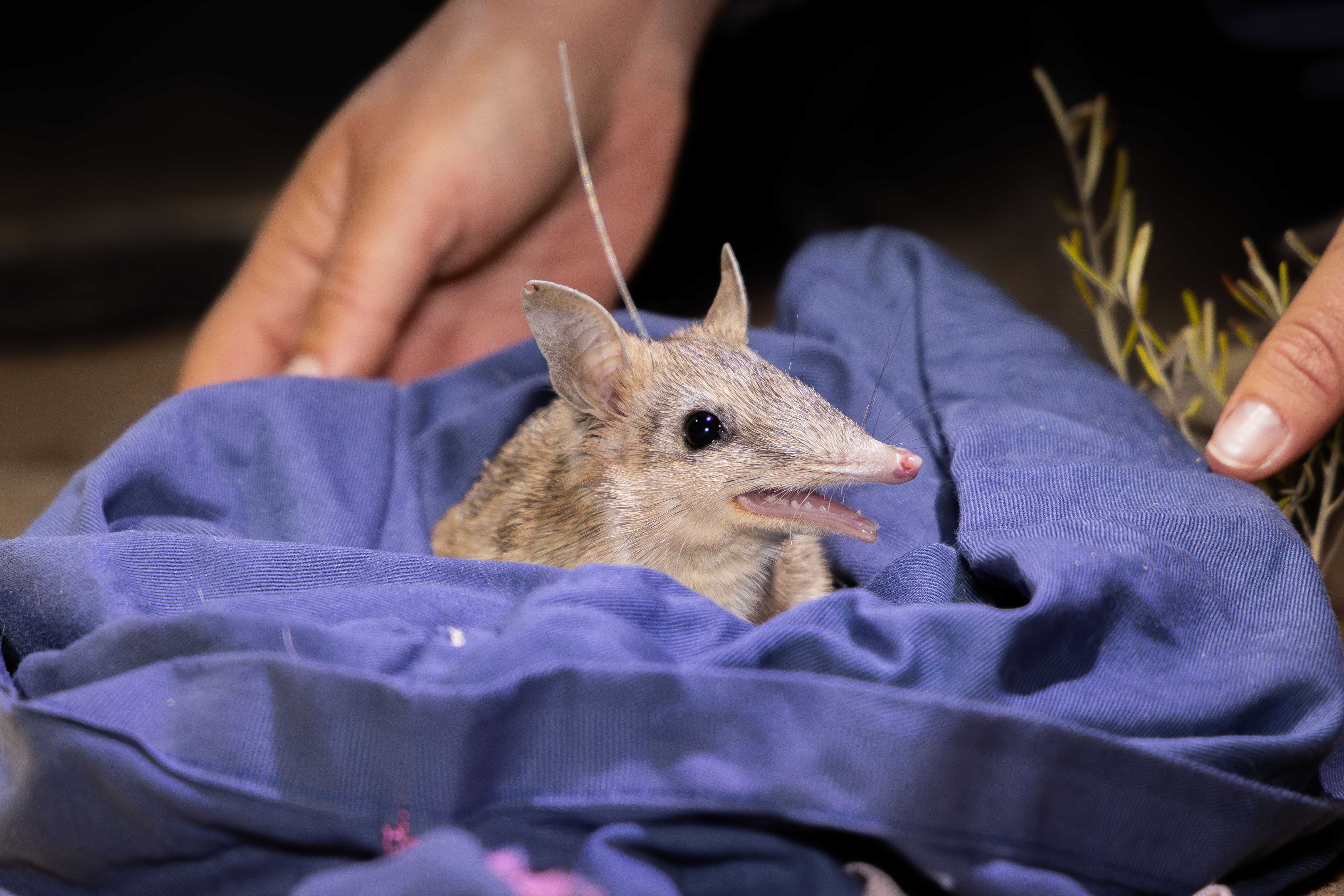 Conservation triumph in the Pilliga as Bandicoots rebound