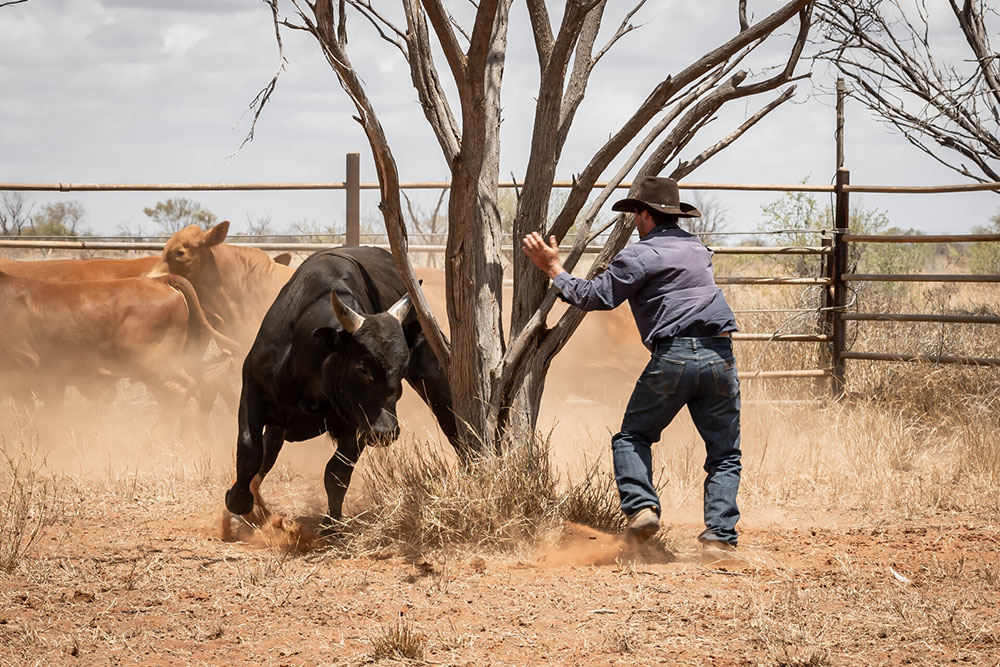 ‘Spirit of the Bush’ photo competition returns to celebrate life on the land