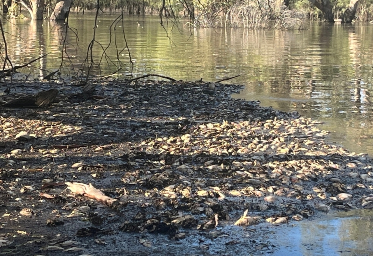 Mass fish deaths on the rise in NSW: State of the Environment Report