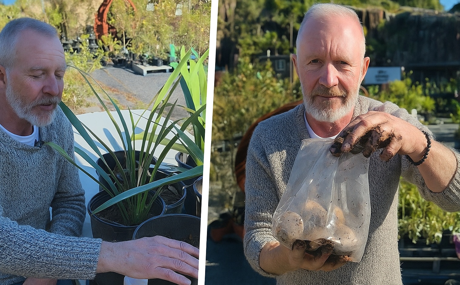 How to grow potatoes at home