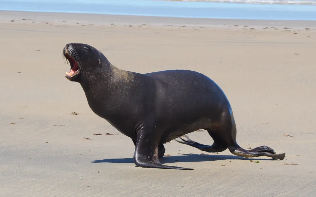 Man fined $400 for harassing sea lion in the Catlins
