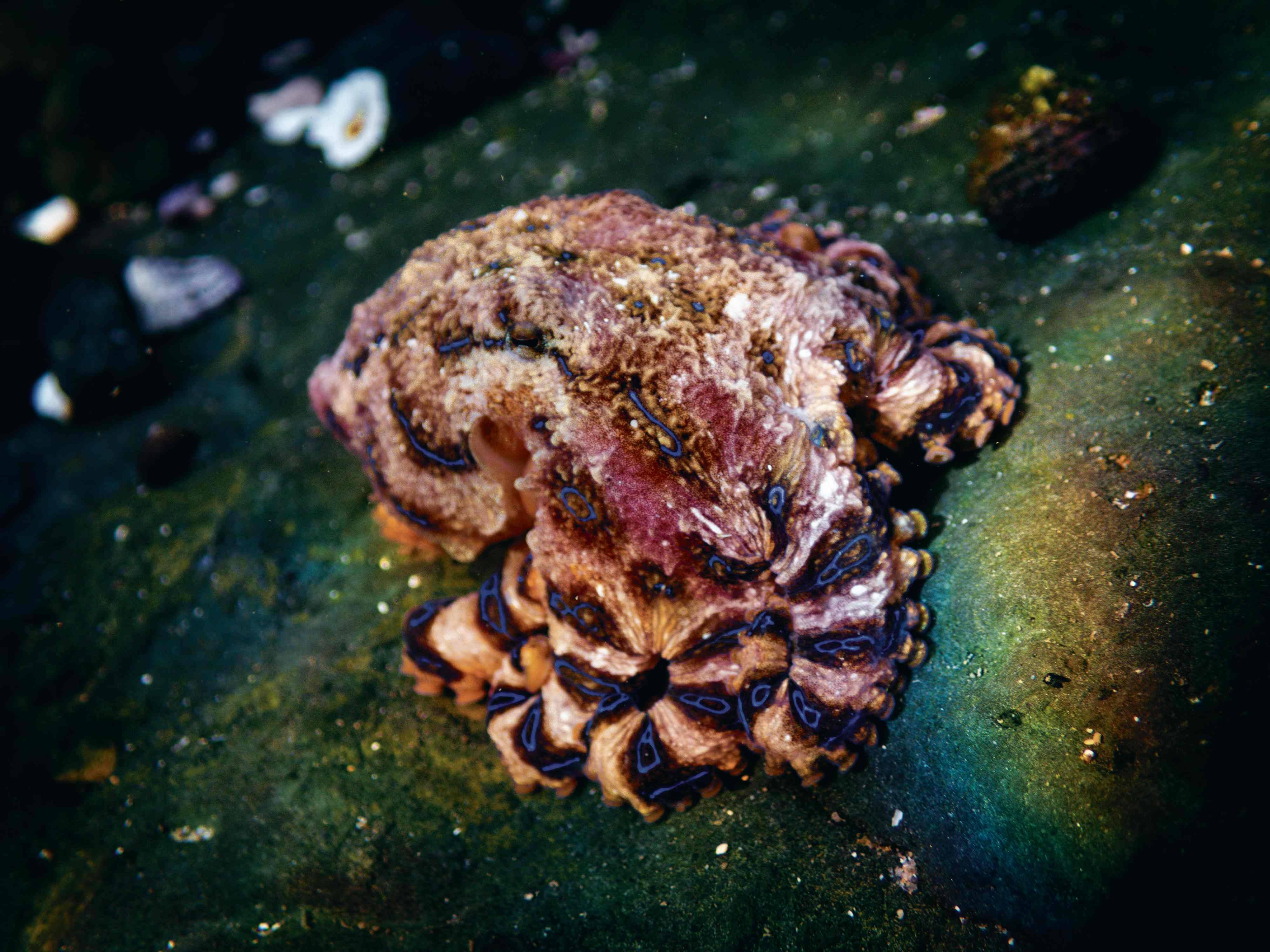 Beautiful but deadly: Keep an eye out for octopus in rockpools