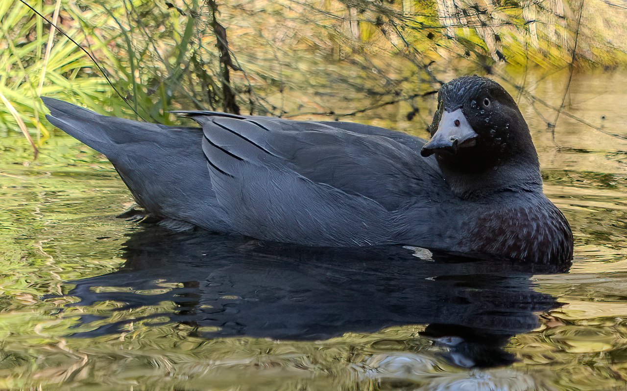 DOC to remove all birds except takahē from Te Anau Bird Sanctuary