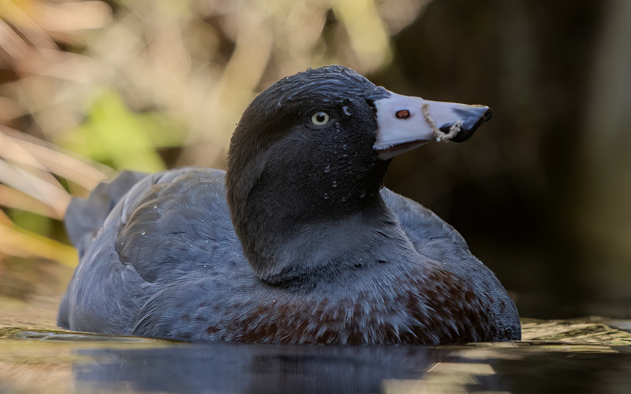 UPDATED: Exodus of native birds from Te Anau sanctuary begins