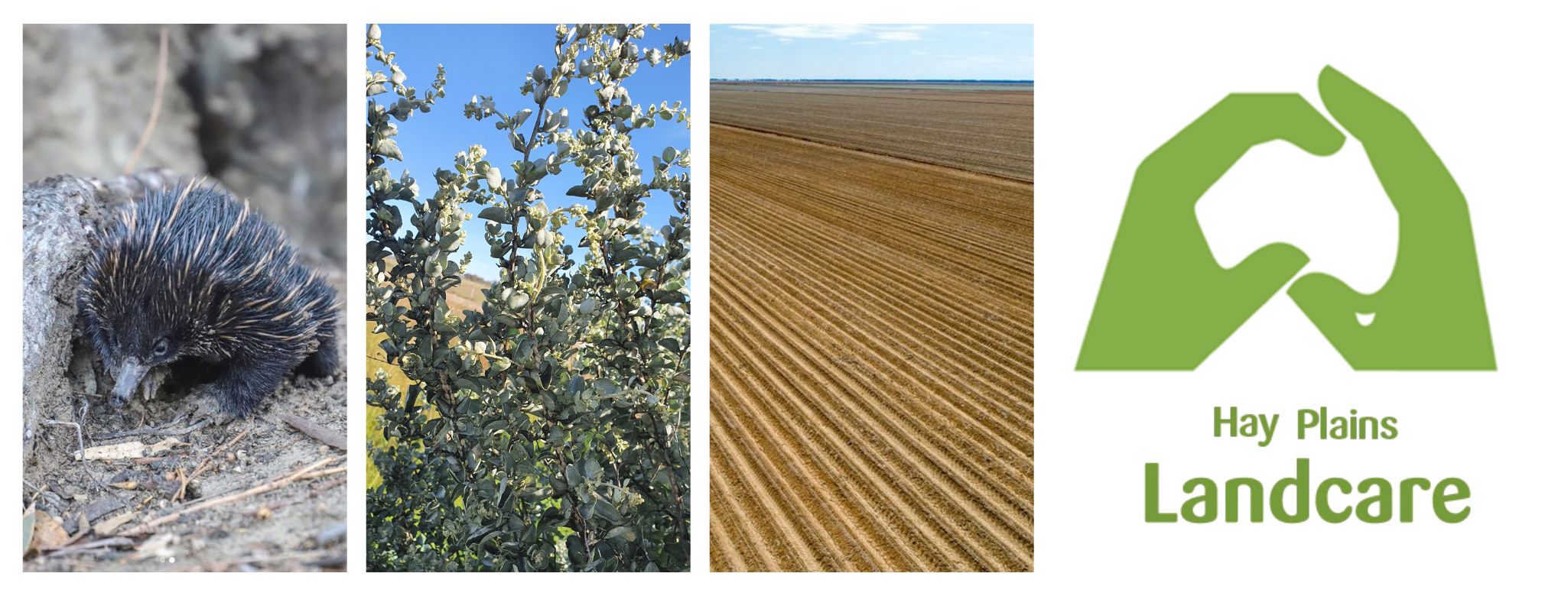 Hay Plains Landcare calls for community support as membership drive opens