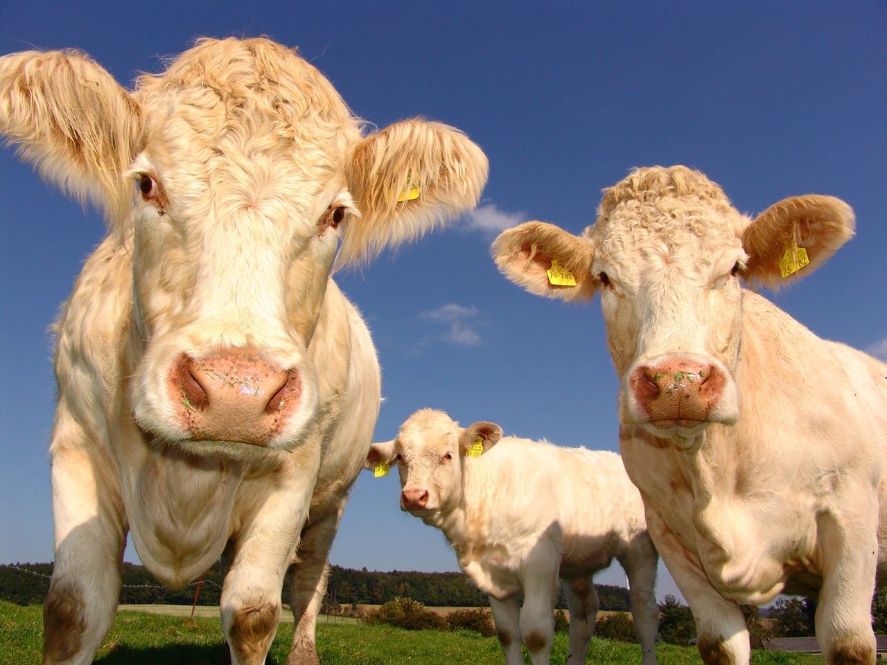 Biosecurity arguments against US beef imports continue to mount