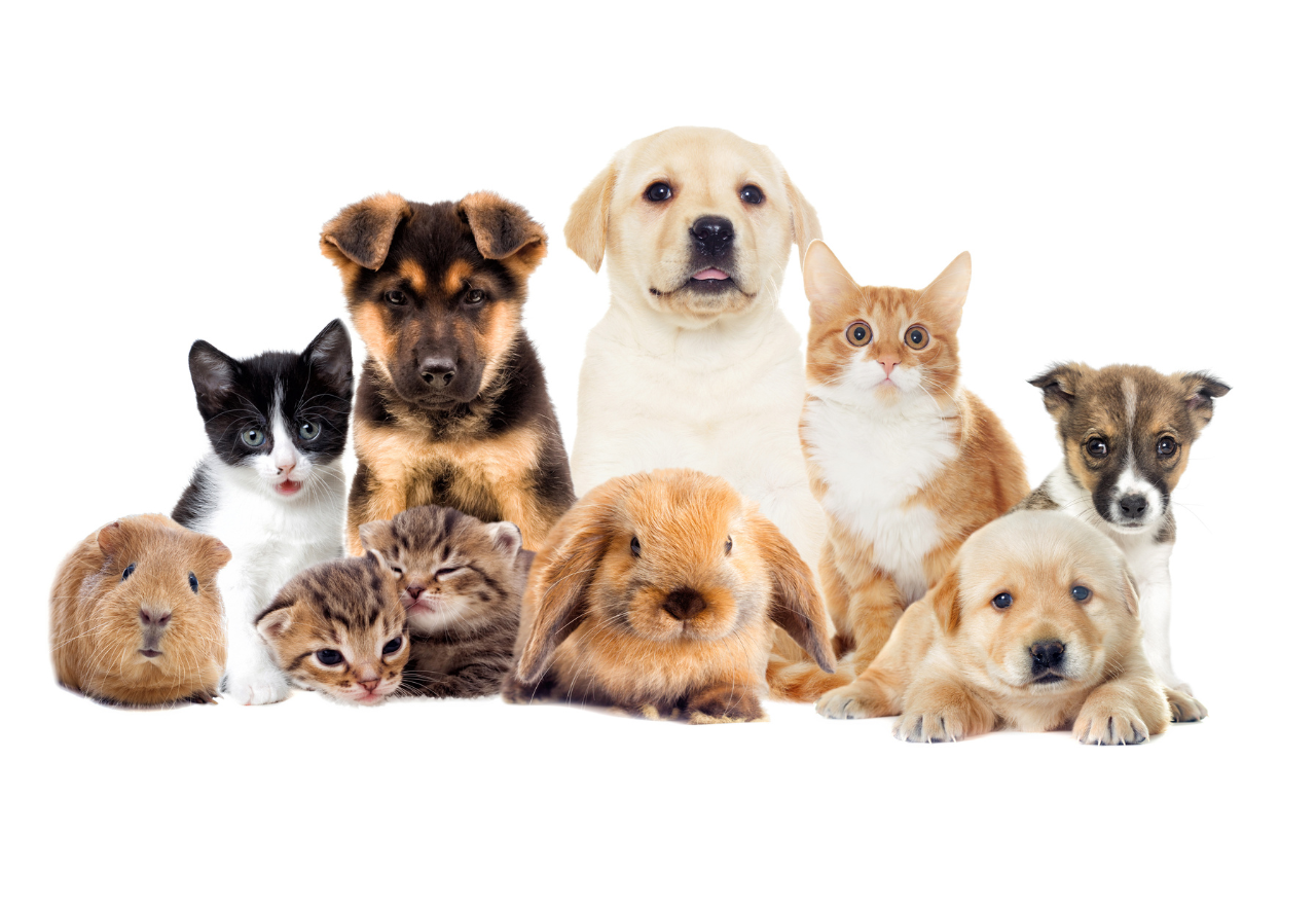 🐾 Pet of the Week: Lego