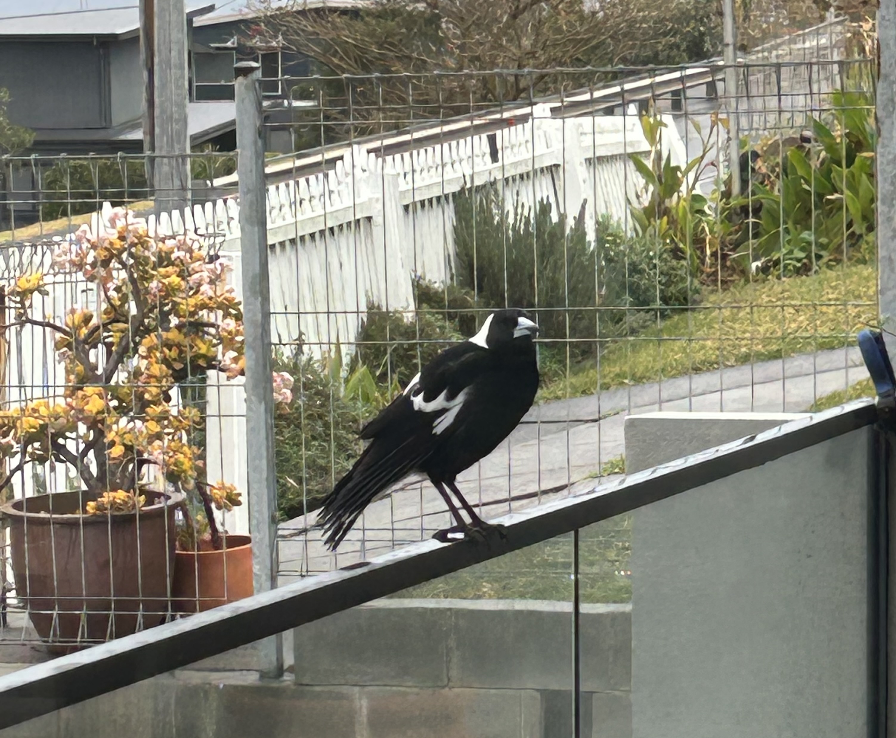 All there in black and white: Magpies and me