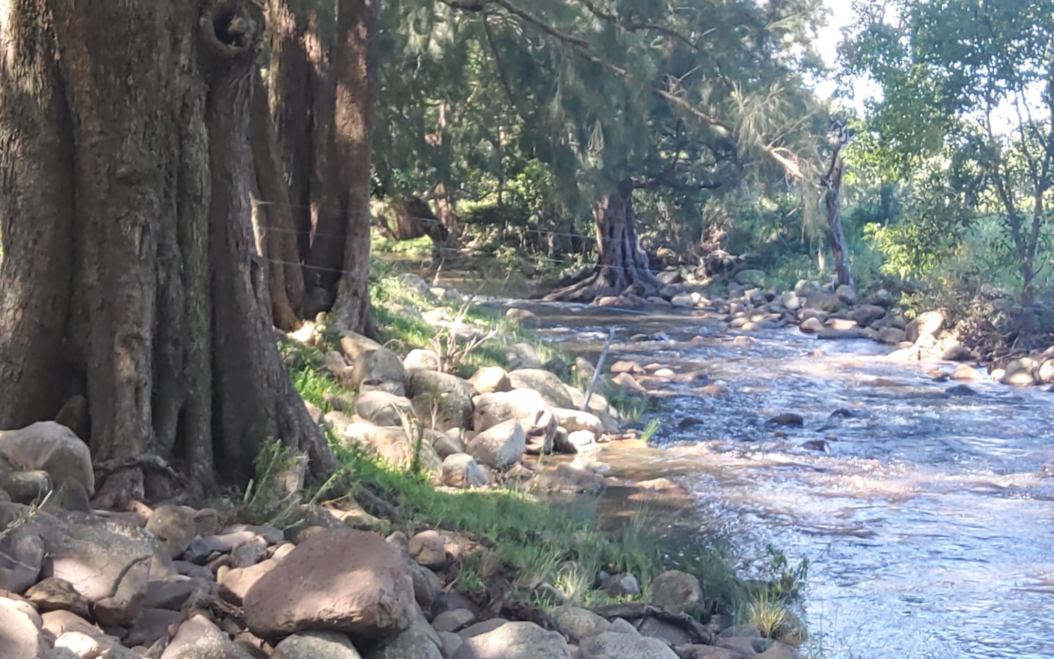 Why looking after cows in Foxground was never easy