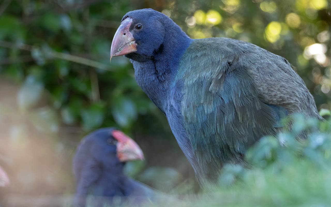MP throws weight behind Te Anau Bird Sanctuary