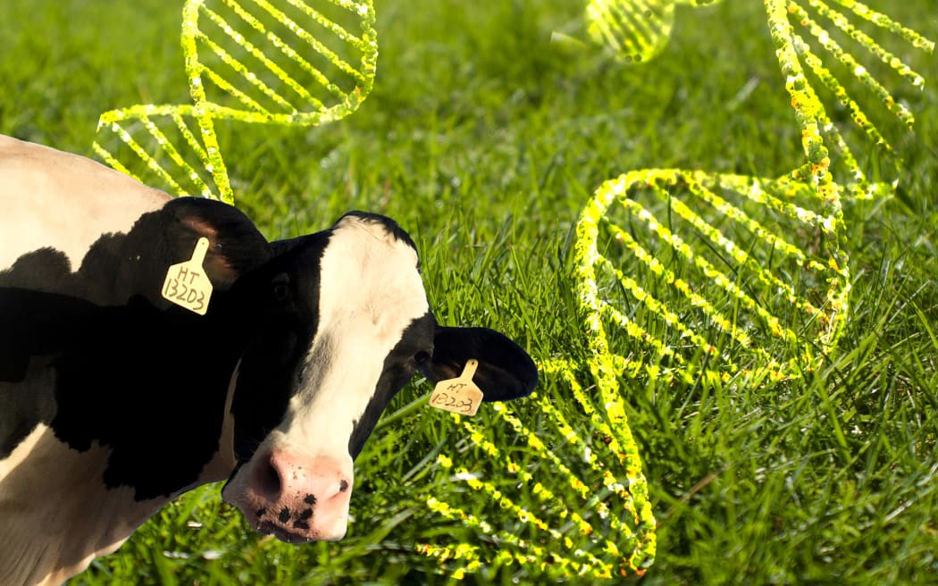 Labelling rules ease for genetically-modified food made without new DNA added, amid reform