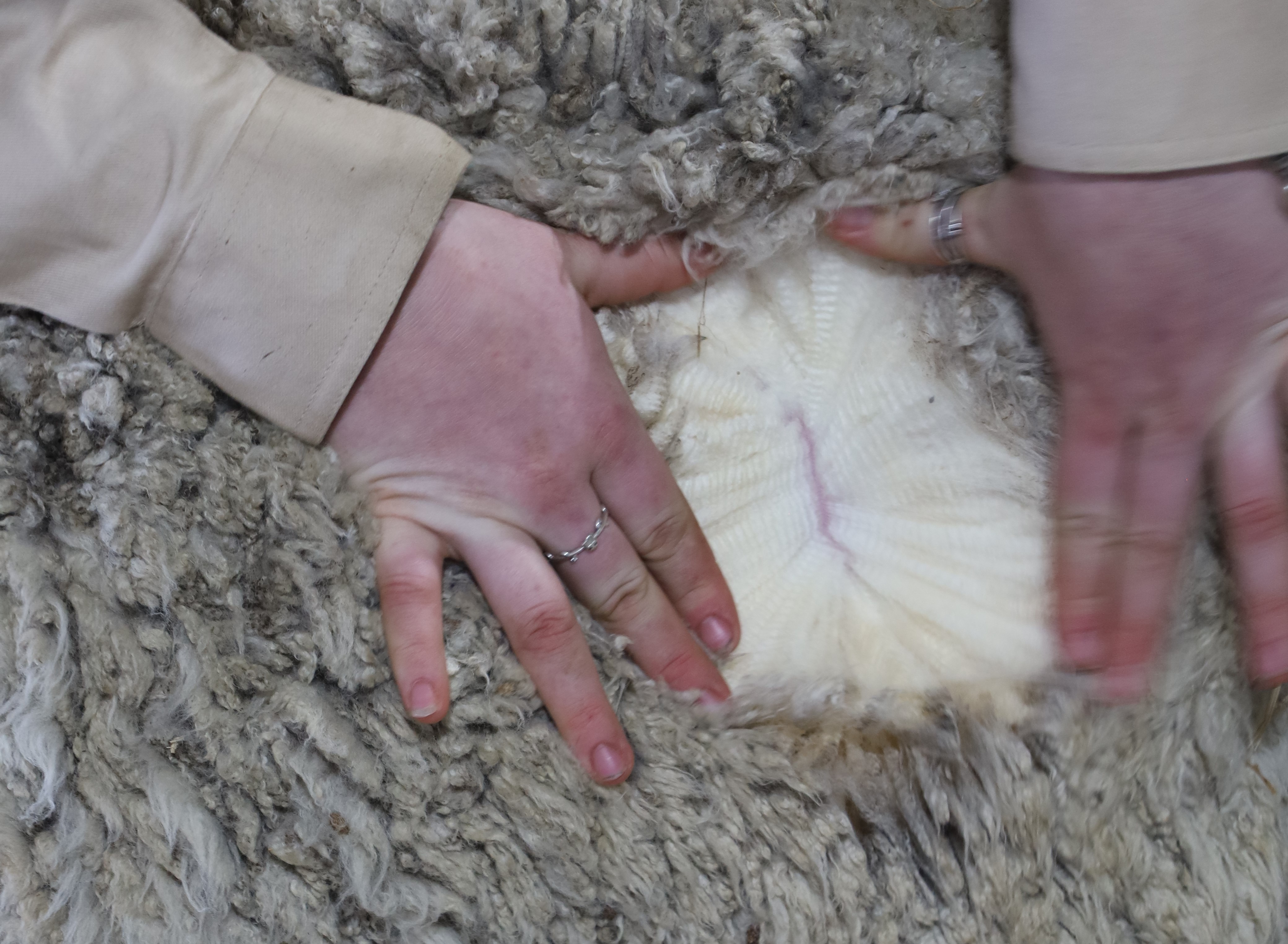 151st Hay Show calls for fleece entries