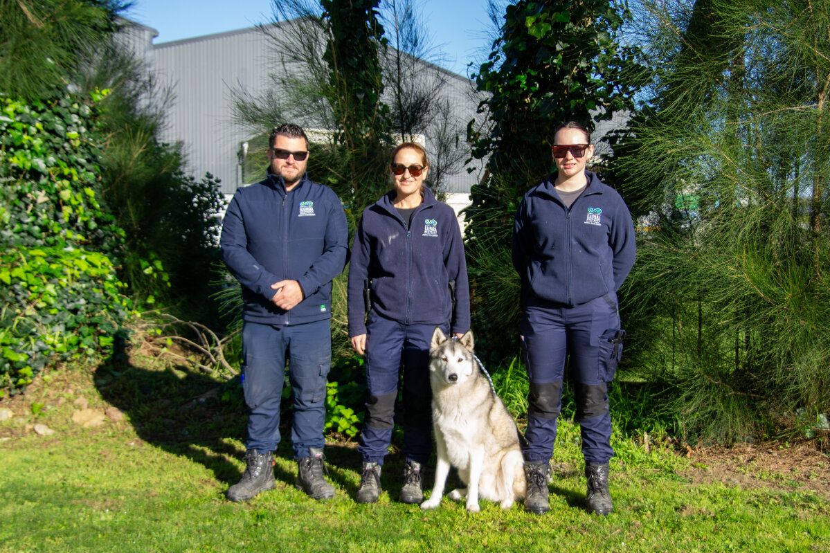 Kaipara council crackdown leads to drop in dog complaints