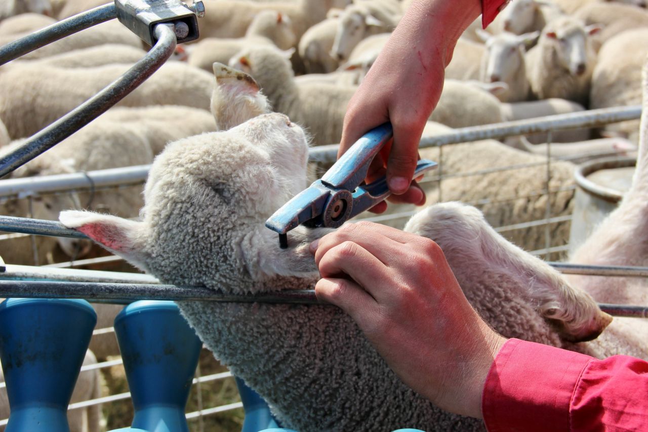 $4 Million boost for sheep and goat eID tag discount program