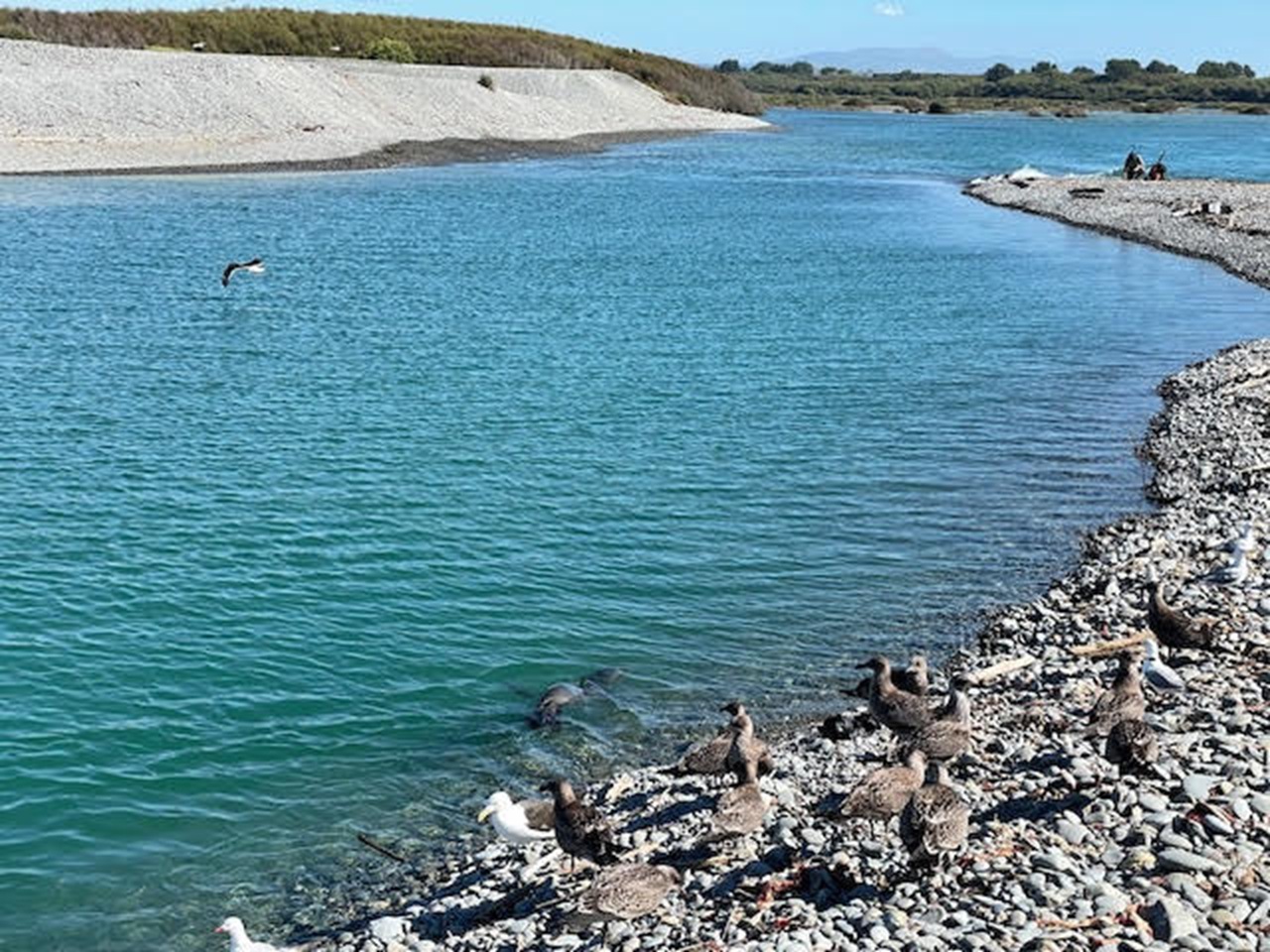Police seek public help over 'senseless' shooting of sea lions