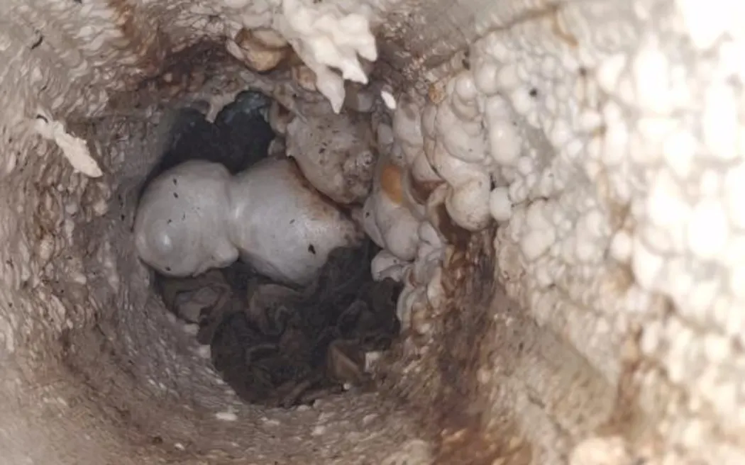 Mahurangi oyster saga: Watercare reveals vandalised pipe
