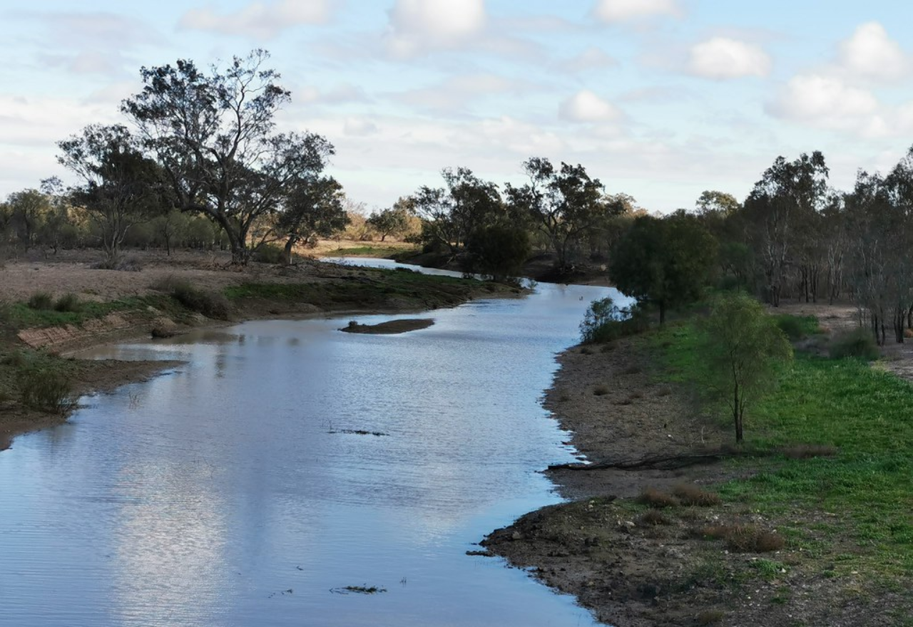 Native fish missing from local rivers
