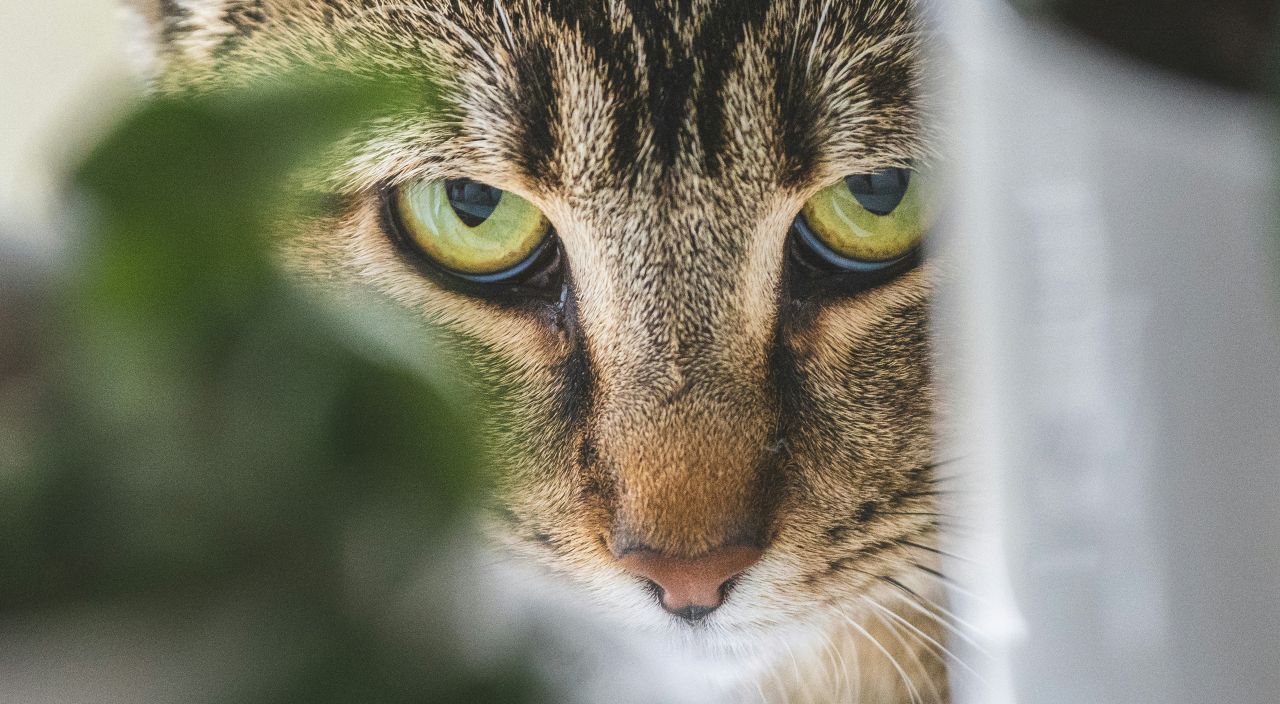 Fur and Against: NSW split on cat control