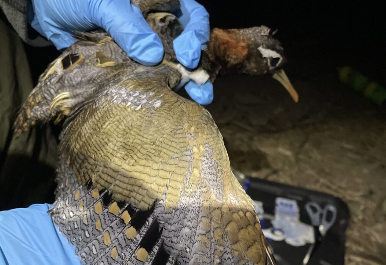 Concern for endangered waterbird