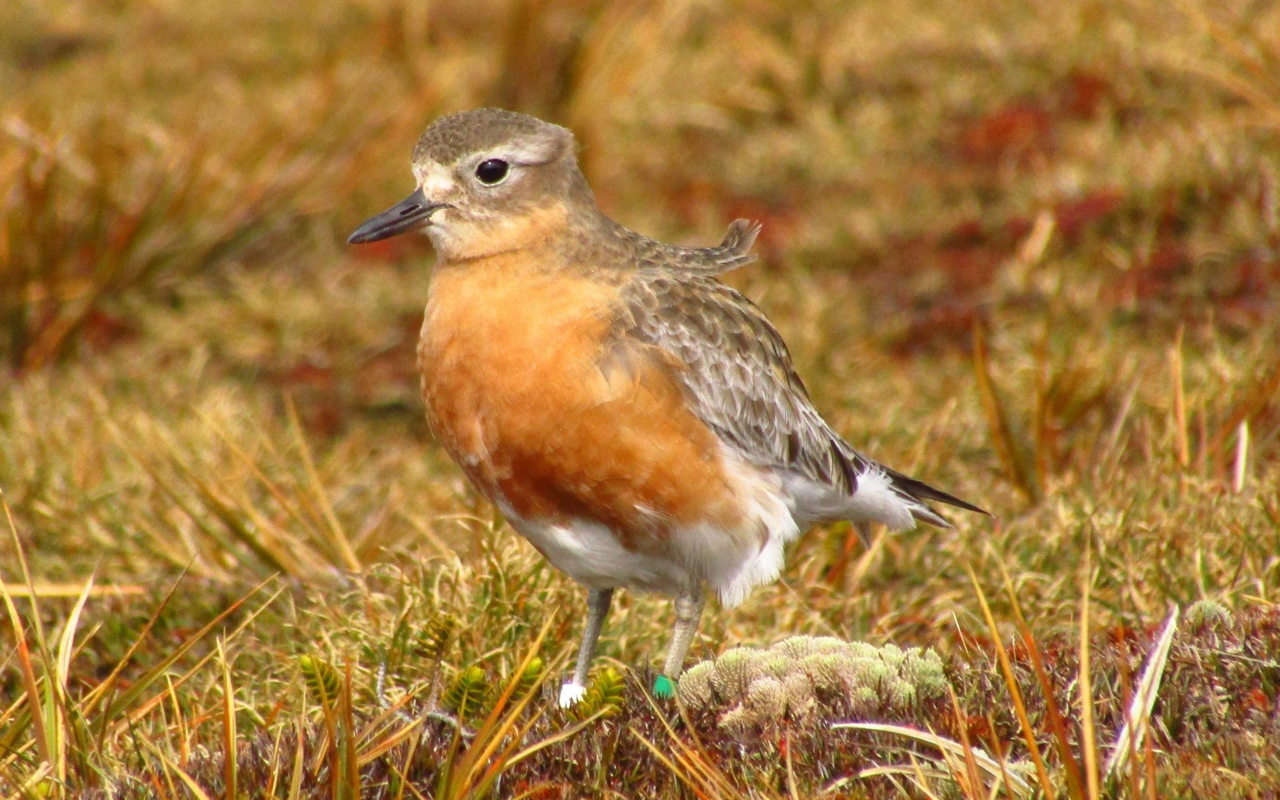 Rakiura airdrop of 1080 to save critically endangered dotterel