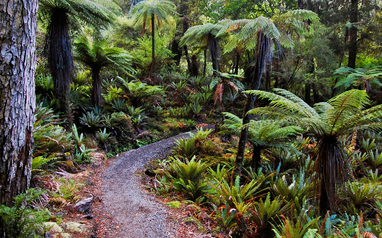 Sleuths identify clues in dead stoat mystery on Stewart Island