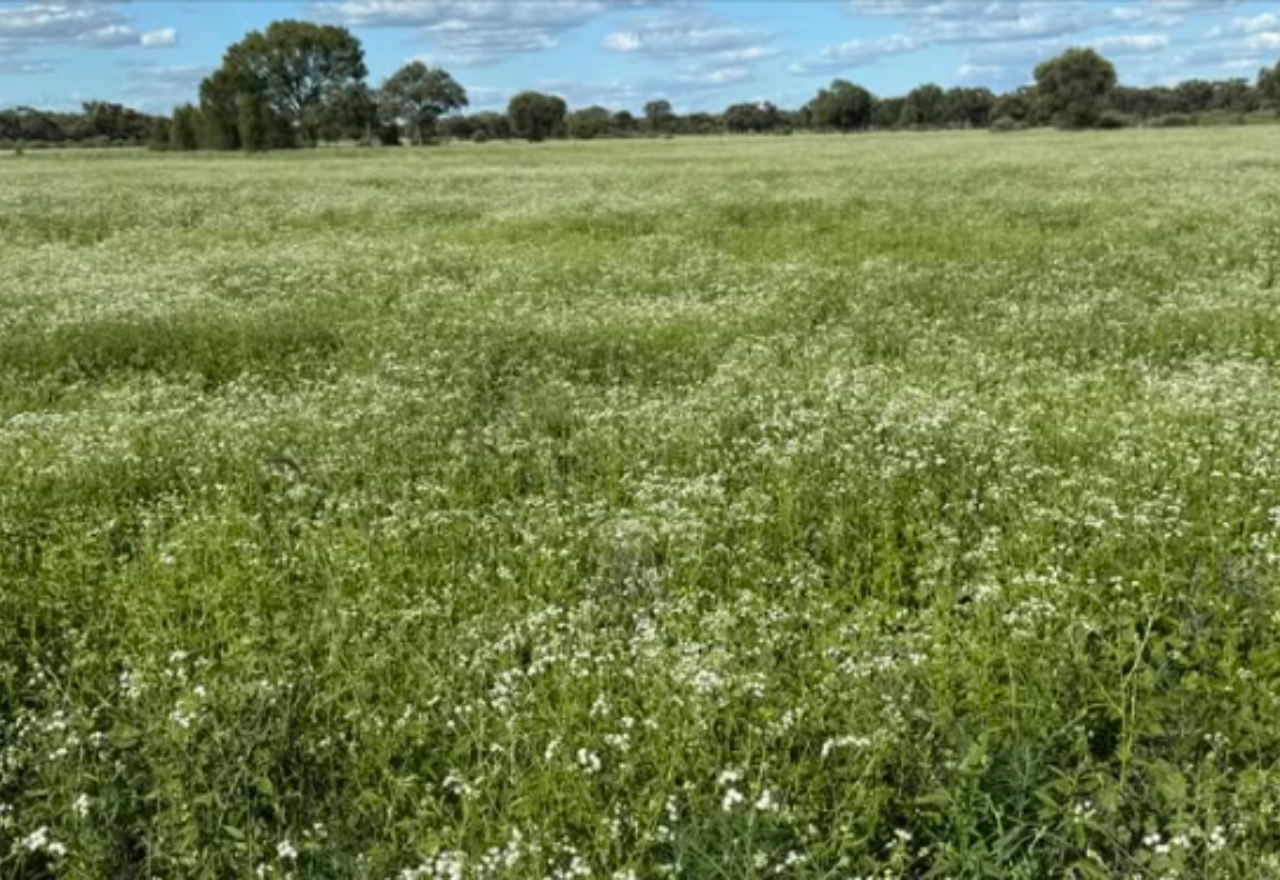 New invasive weed on the move