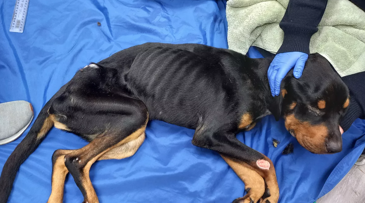 North Shore Pair Sentenced for Dog Neglect