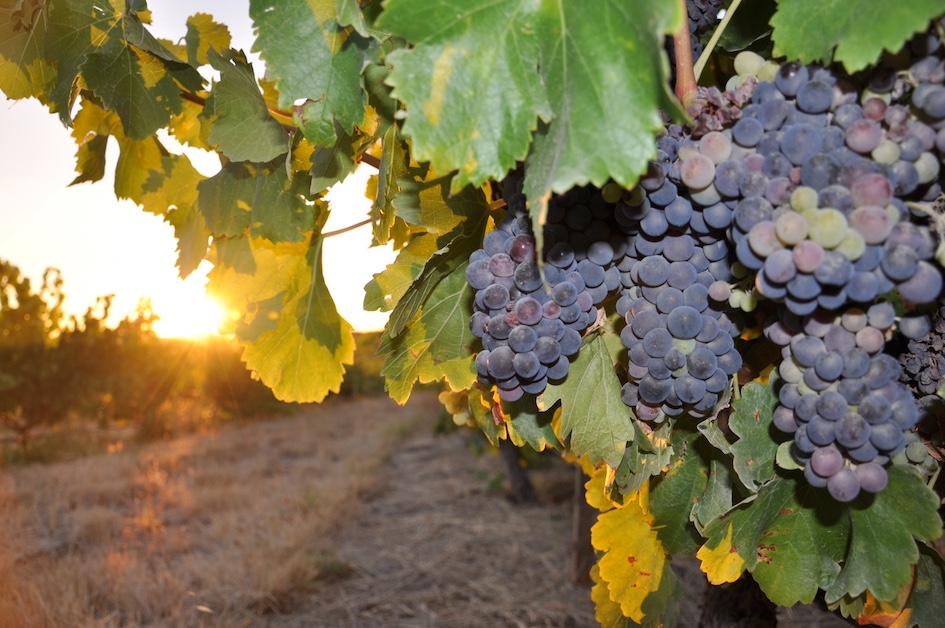 Celebrating the best in wine tourism