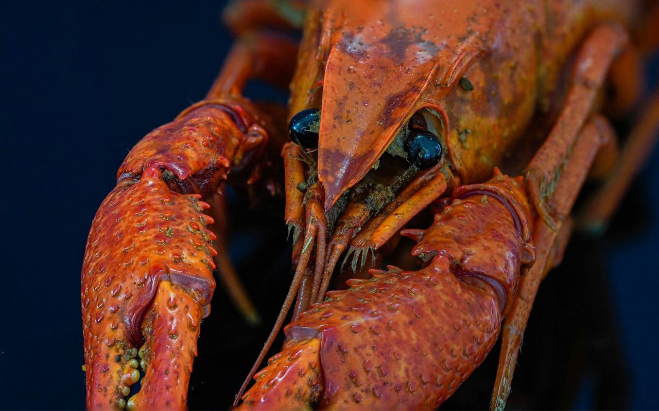 Queenstown hotelier's false claims revealed after heli-crayfish case