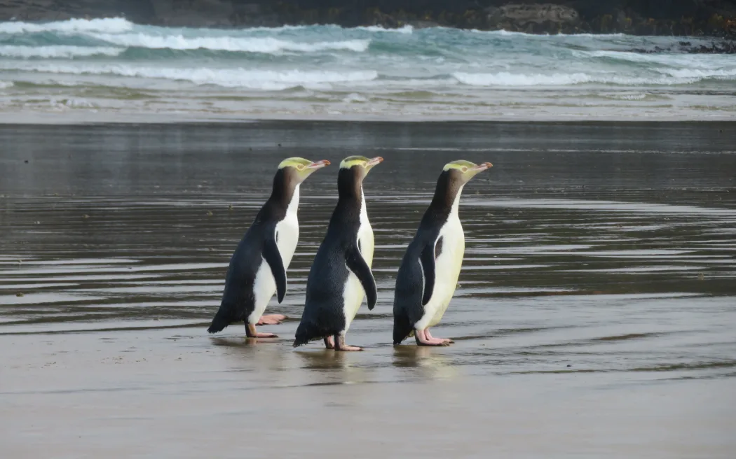 Emergency set net fishing ban enforced to protect threatened hoiho around Otago Peninsula