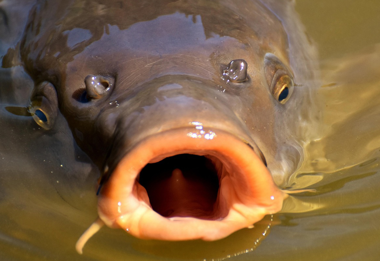 Local councillor wants urgent support on carp