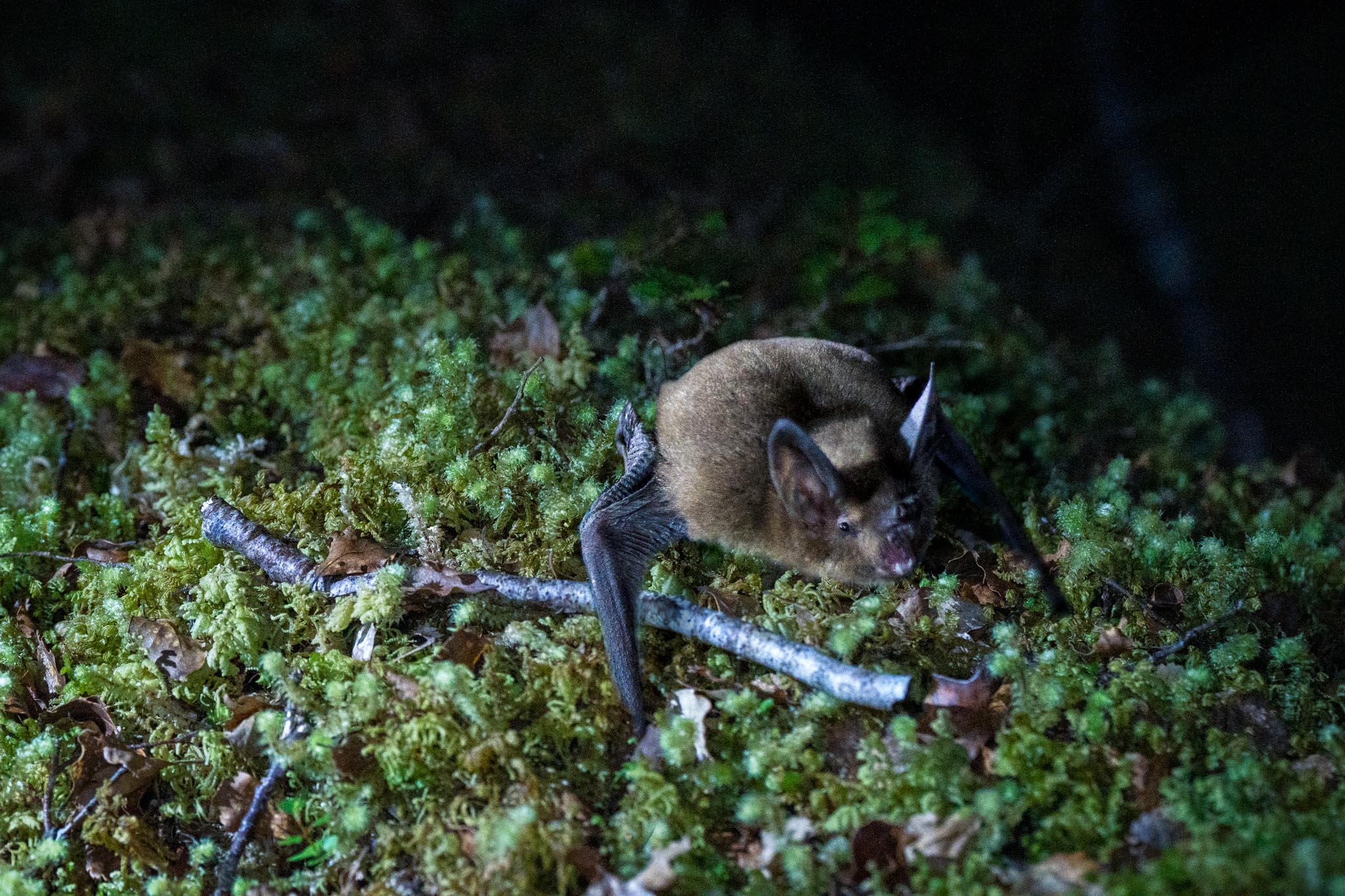 Mega beech mast prompts DOC to ramp up 1080 operations