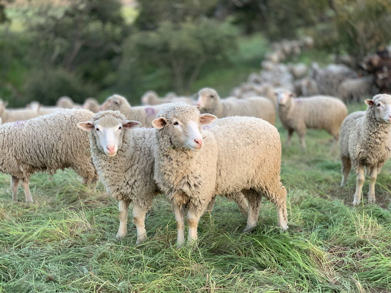 Wool industry and welfare groups unite in calls for national mulesing strategy
