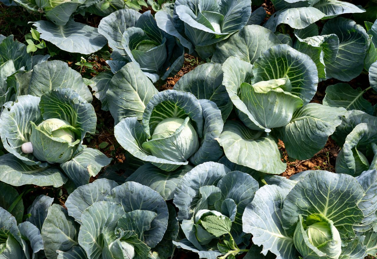 Winter Pushes Veg Prices Higher