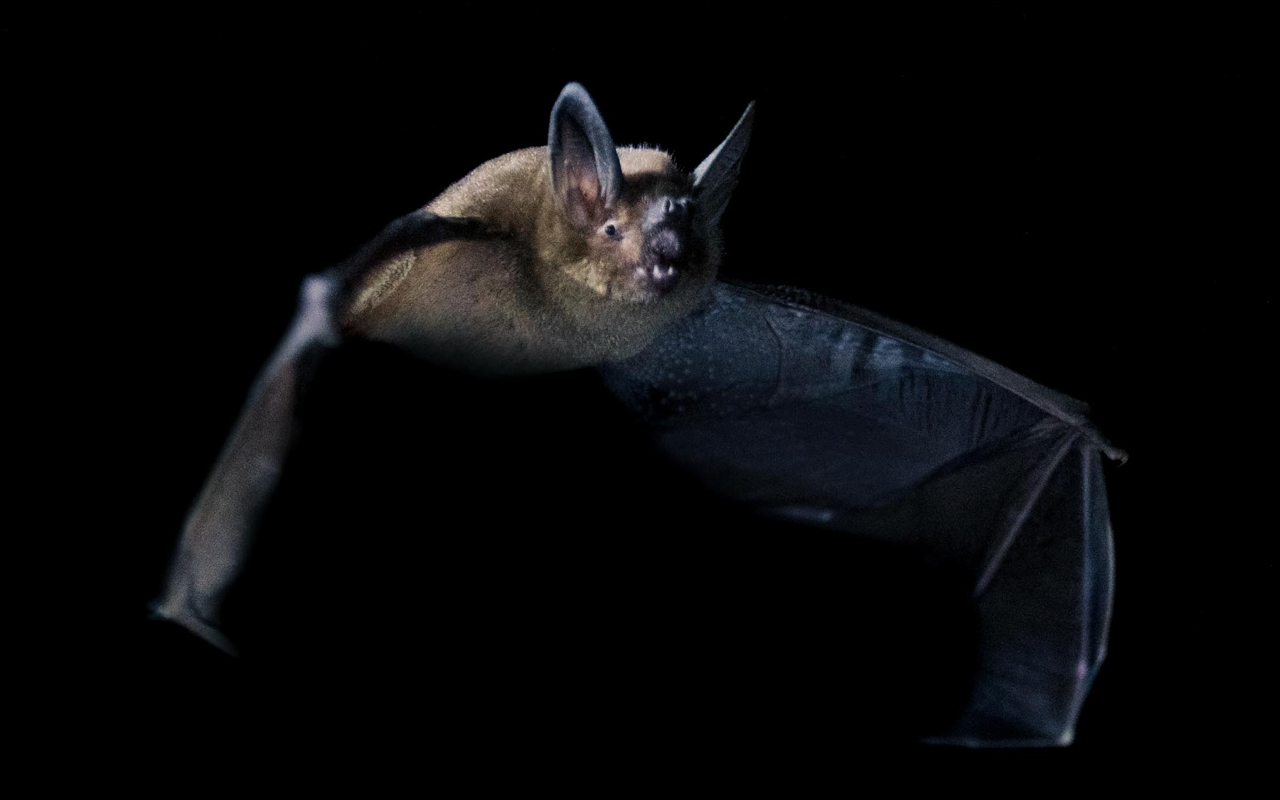 First 1080 operation in Murchison Mountains to protect rare bat