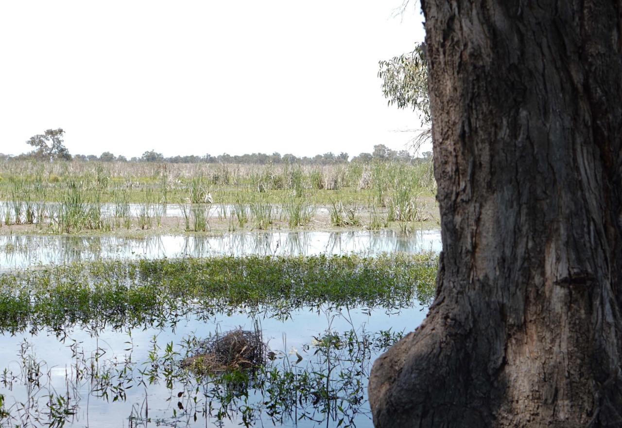 Relief in Macquarie Valley as water releases resume