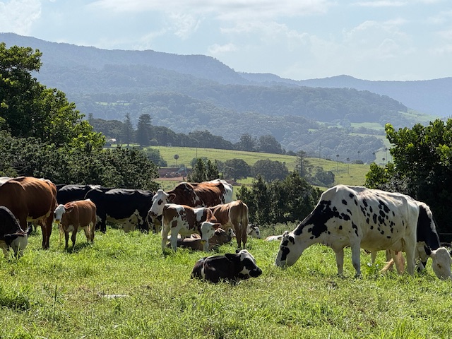 Blood, sweat and tears behind The Pines’ success